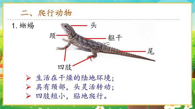 【新教材新课标】人教版生物七上2.2.2脊椎动物--两栖动物和爬行动物 课件+教案+习题 (含答案)07