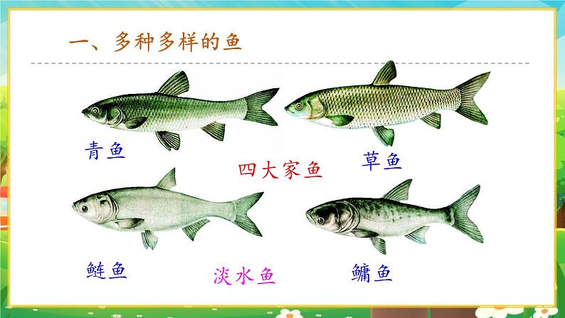 【新教材新课标】人教版生物七上2.2.2脊椎动物--鱼 课件+教案+习题(含答案)03