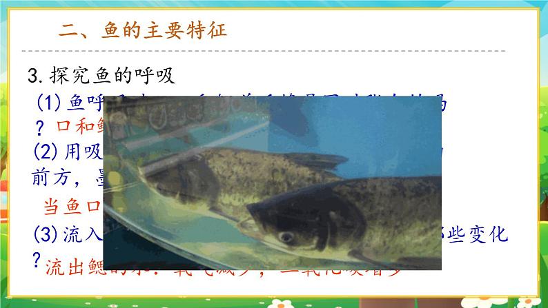 【新教材新课标】人教版生物七上2.2.2脊椎动物--鱼 课件+教案+习题(含答案)08