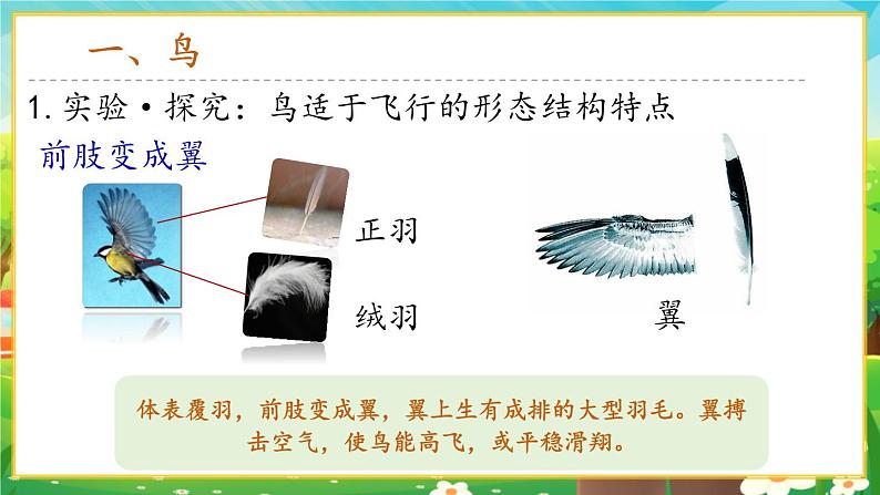 【新教材新课标】人教版生物七上2.2.2脊椎动物--鸟和哺乳动物 课件+教案+习题 (含答案)04