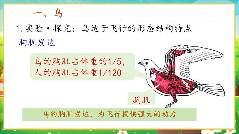 【新教材新课标】人教版生物七上2.2.2脊椎动物--鸟和哺乳动物 课件+教案+习题 (含答案)05