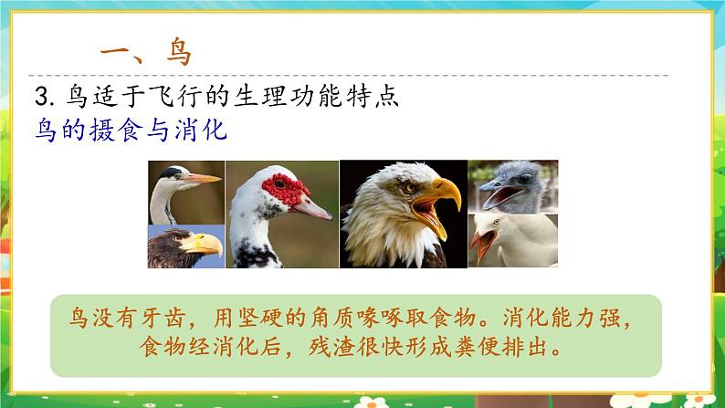 【新教材新课标】人教版生物七上2.2.2脊椎动物--鸟和哺乳动物 课件+教案+习题 (含答案)08