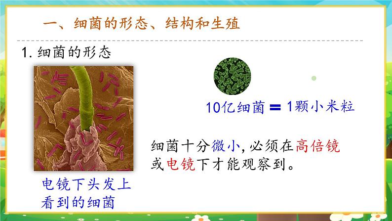 【新教材新课标】人教版生物七上2.3.2细菌 课件+教案+习题 (含答案)03