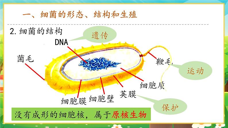 【新教材新课标】人教版生物七上2.3.2细菌 课件+教案+习题 (含答案)06