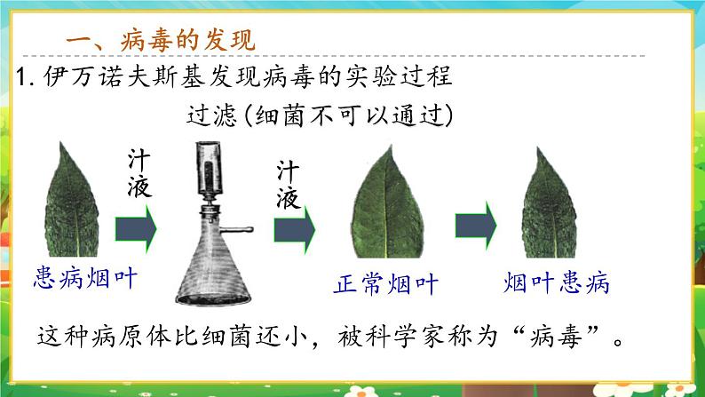 【新教材新课标】人教版生物七上2.3.4病毒 课件+教案+习题 (含答案)03