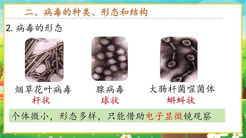 【新教材新课标】人教版生物七上2.3.4病毒 课件+教案+习题 (含答案)06