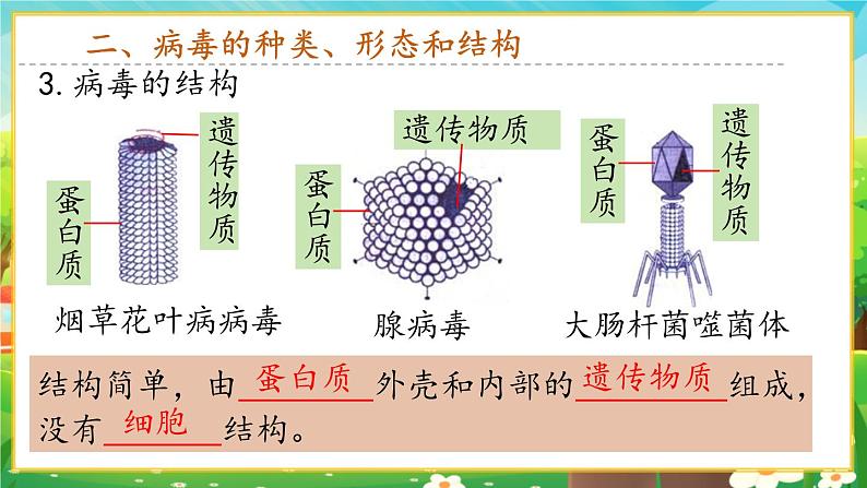 【新教材新课标】人教版生物七上2.3.4病毒 课件+教案+习题 (含答案)07
