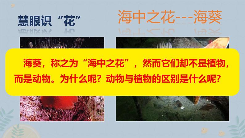 初中生物人教版八年级上册第一节 腔肠动物和扁形动物 课件03
