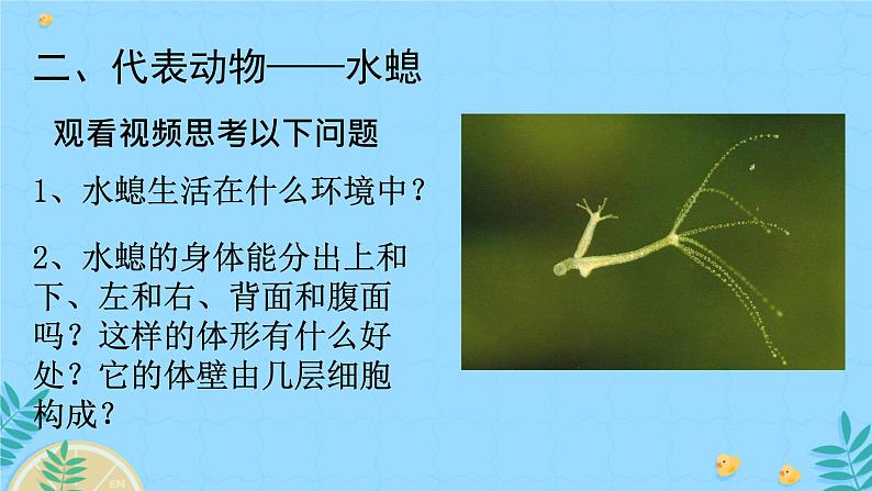 初中生物人教版八年级上册第一节 腔肠动物和扁形动物 课件06