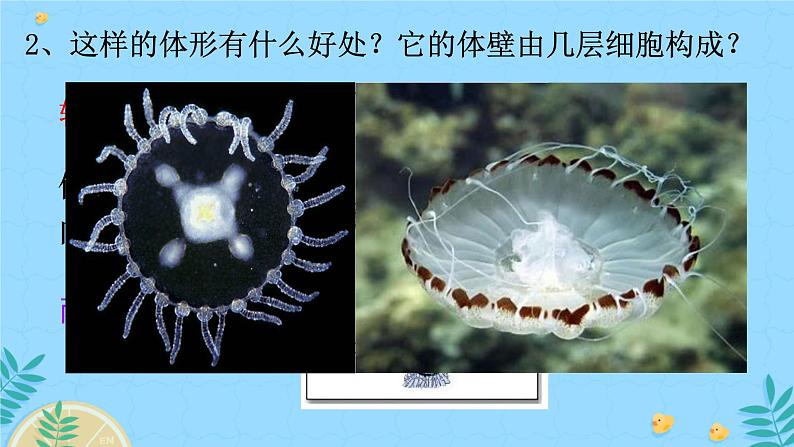 初中生物人教版八年级上册第一节 腔肠动物和扁形动物 课件07