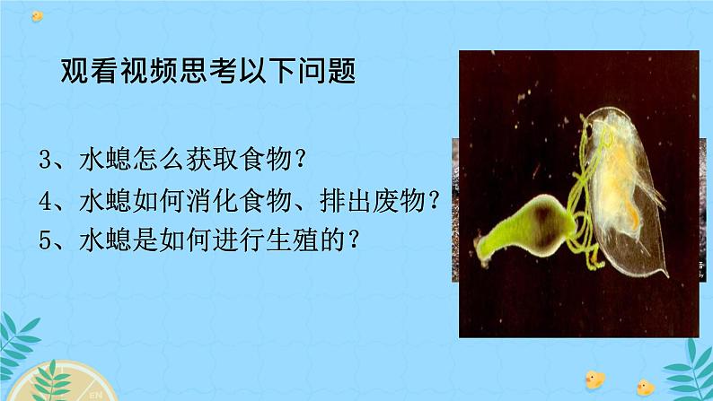 初中生物人教版八年级上册第一节 腔肠动物和扁形动物 课件08