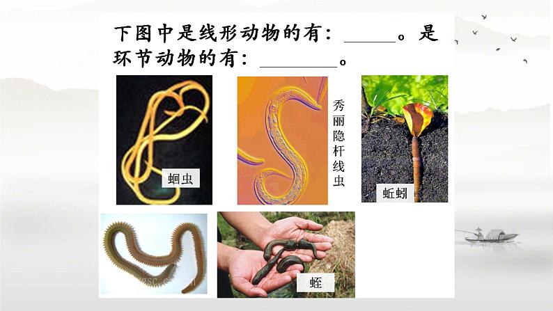 初中生物人教版八年级上册第三节 软体动物和节肢动物 课件01