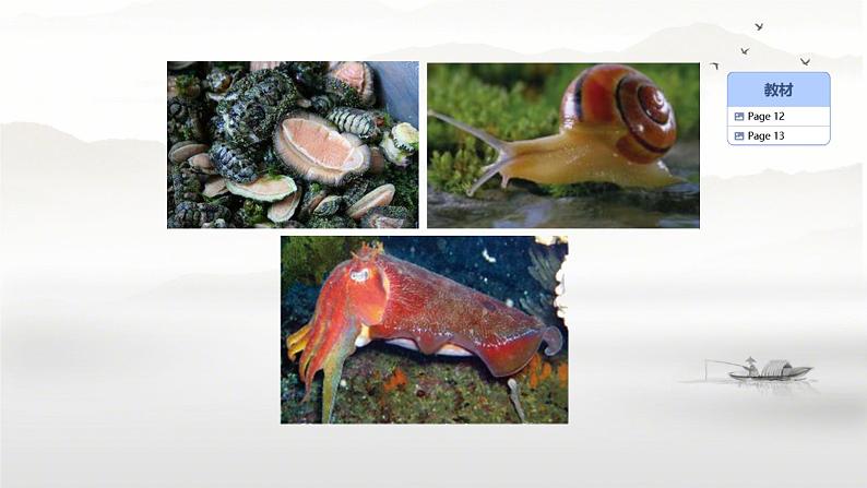 初中生物人教版八年级上册第三节 软体动物和节肢动物 课件05