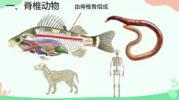 初中生物人教版八年级上册第四节   鱼 课件