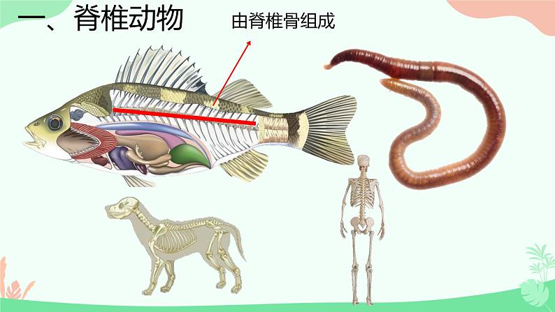 初中生物人教版八年级上册第四节 鱼 课件01
