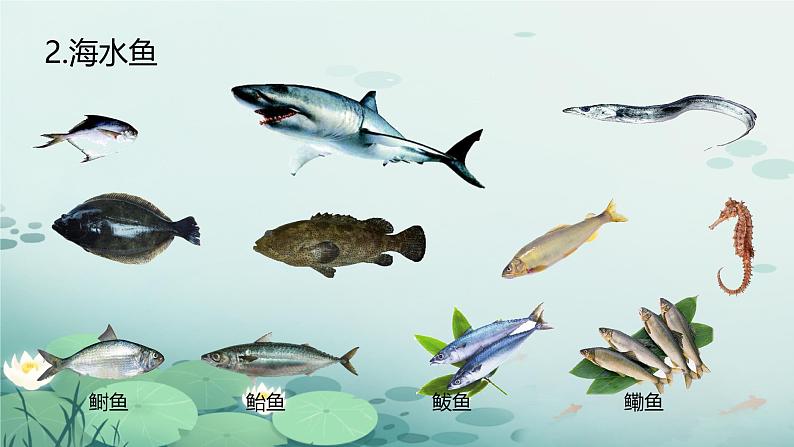 初中生物人教版八年级上册第四节 鱼 课件05