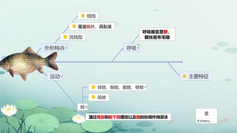 初中生物人教版八年级上册第四节 鱼 课件06