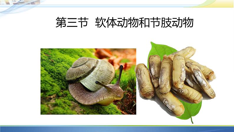 初中生物人教版八年级上册第三节 软体动物和节肢动物 课件01