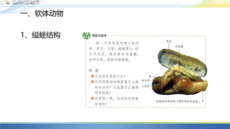 初中生物人教版八年级上册第三节 软体动物和节肢动物 课件02