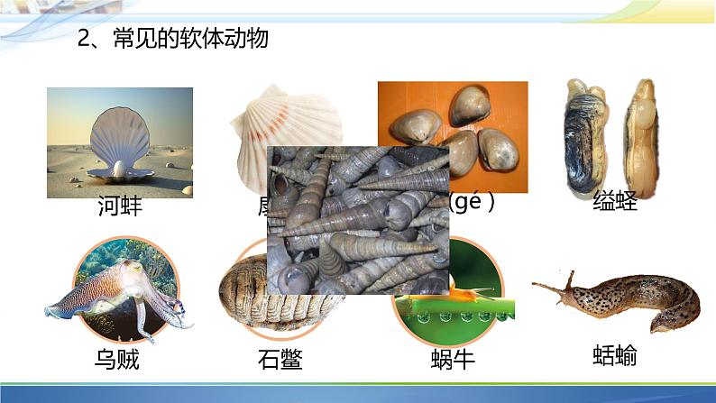 初中生物人教版八年级上册第三节 软体动物和节肢动物 课件04