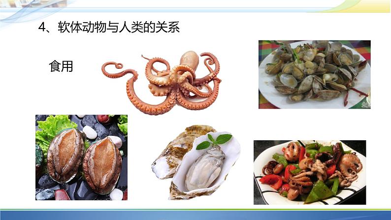 初中生物人教版八年级上册第三节 软体动物和节肢动物 课件06