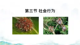 初中生物人教版八年级上册第三节 社会行为 课件