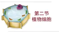 初中生物人教版（2024）七年级上册（2024）第二节 植物细胞图文ppt课件