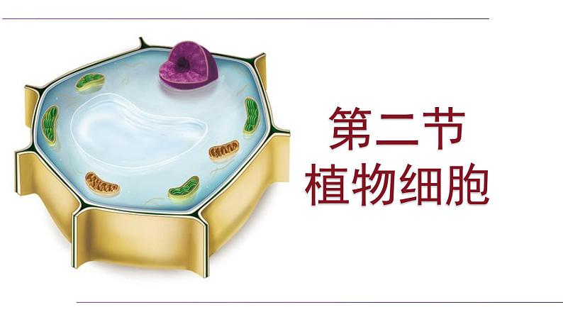 (人教版2024)七年级生物上册1.2.2《植物细胞》课件01