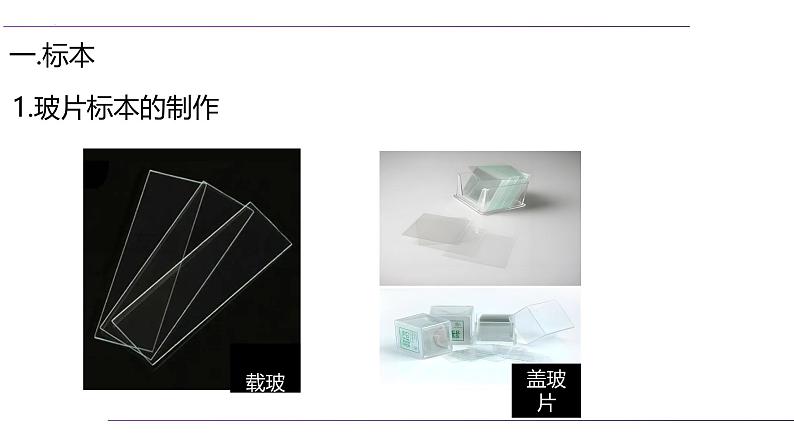 (人教版2024)七年级生物上册1.2.2《植物细胞》课件03