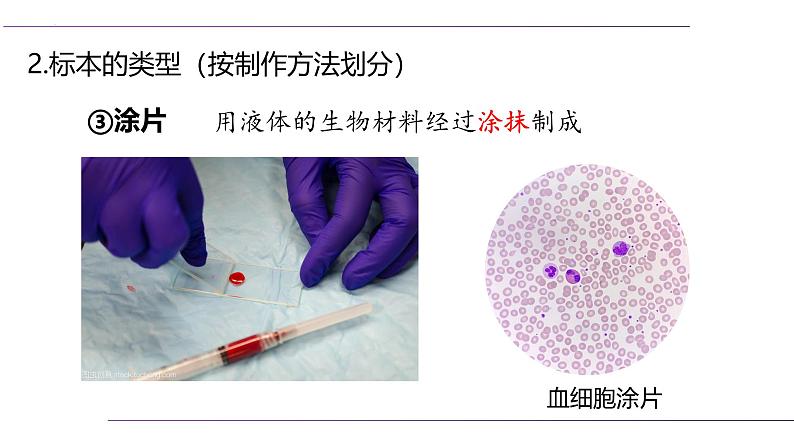 (人教版2024)七年级生物上册1.2.2《植物细胞》课件06