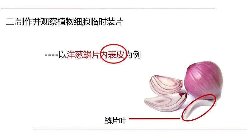 (人教版2024)七年级生物上册1.2.2《植物细胞》课件08