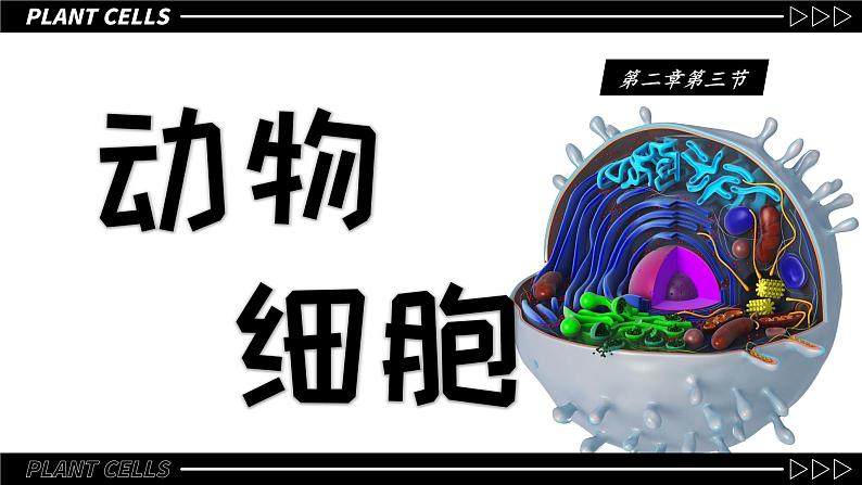 人教版生物七年级上册1.2.3《动物细胞》课件01