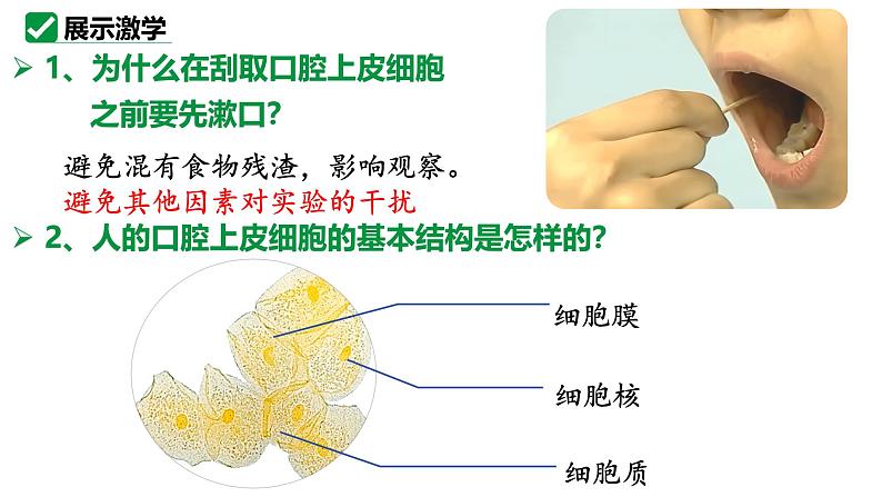 人教版生物七年级上册1.2.3《动物细胞》课件08