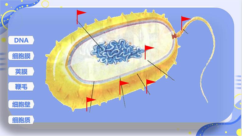 初中生物人教版八年级上册第二节 细菌 课件第8页