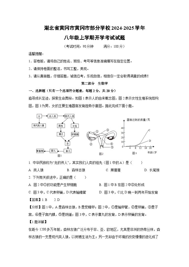 [生物]湖北省黄冈市黄冈市部分学校2024-2025学年八年级上学期开学考试试题(解析版)