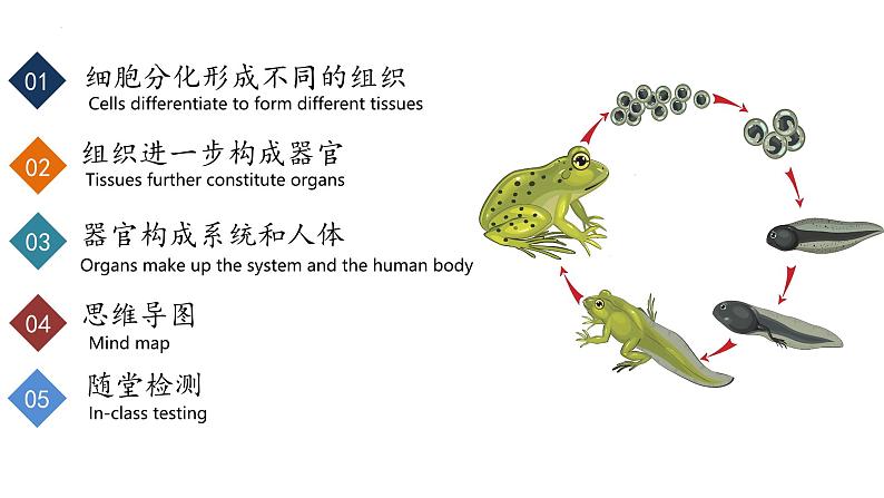 【核心素养】人教版生物七年级上册 1.3.2 动物体的结构层次(教学课件+教学设计+同步练习)02