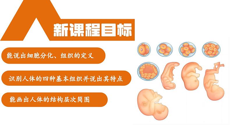 【核心素养】人教版生物七年级上册 1.3.2 动物体的结构层次(教学课件+教学设计+同步练习)03