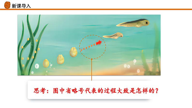 【核心素养】人教版生物七年级上册 1.3.2 动物体的结构层次(教学课件+教学设计+同步练习)05
