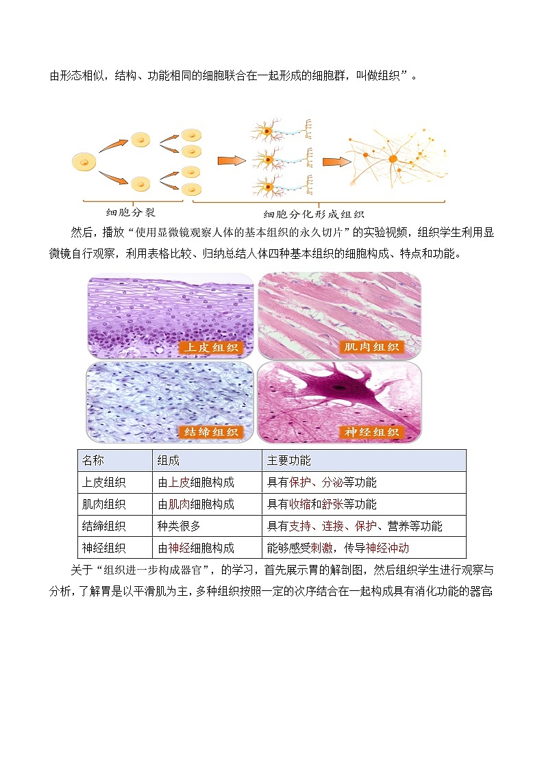 【核心素养】人教版生物七年级上册 1.3.2 动物体的结构层次(教学课件+教学设计+同步练习)02