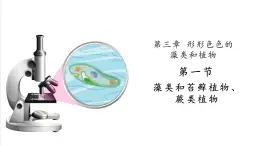 【新教材】蘇教版生物七年級上冊2.3.1 藻類和苔蘚植物、蕨類植物 同步課件+同步學(xué)案（含答案）
