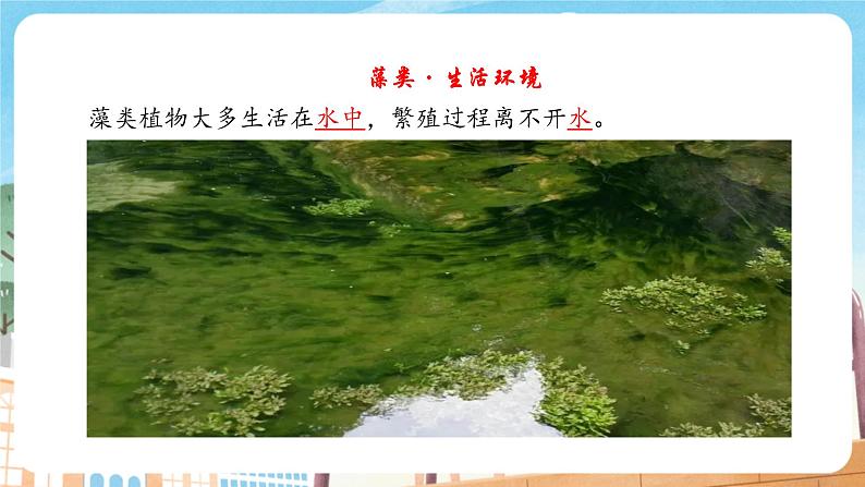 2.3.1 藻类和苔藓植物、蕨类植物(苏教版)第5页