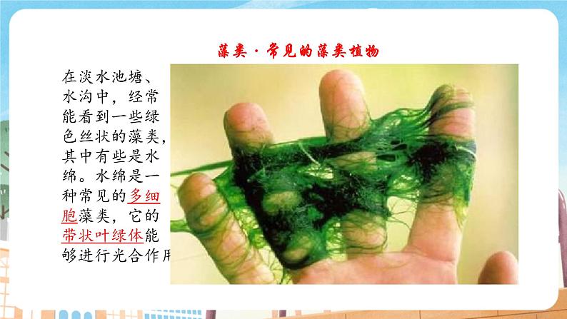 2.3.1 藻类和苔藓植物、蕨类植物(苏教版)第8页