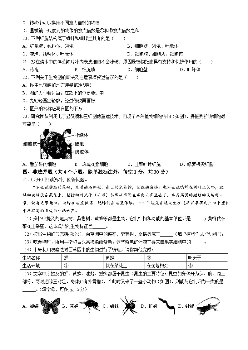 湖北省孝感市汉川市部分学校2024-2025学年七年级上学期第一次月考生物试卷(无答案)第2页