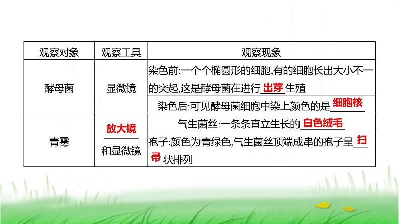 人教版七年级生物上册第二单元第三章第三节真菌课件第3页