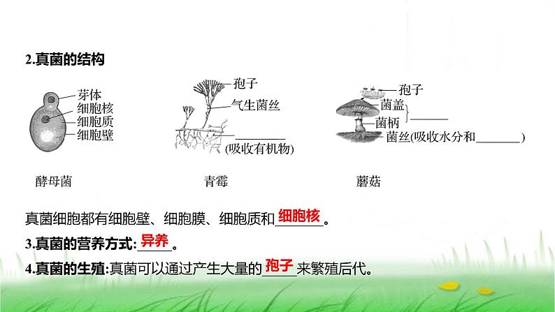 人教版七年级生物上册第二单元第三章第三节真菌课件第4页