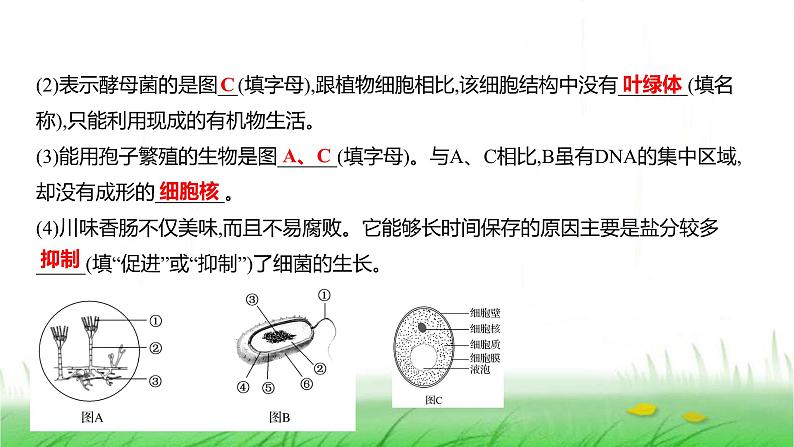 人教版七年级生物上册素养提升专项课件第3页