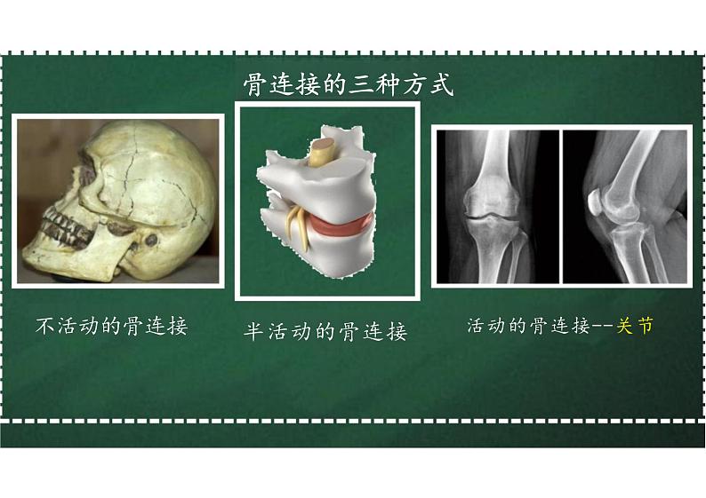 5.2.1 动物的运动 课件 人教版生物八年级上册第7页