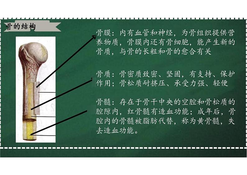 5.2.1 动物的运动 课件 人教版生物八年级上册第8页
