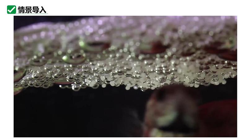 人教版生物七年级上册1.3.2《动物体的结构层次》(教学课件)第3页