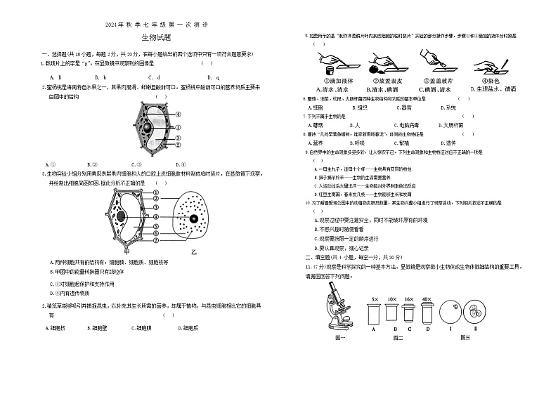 湖北省黄冈市黄冈市部分学校2024—-2025学年七年级上学期10月月考生物试题试卷第1页